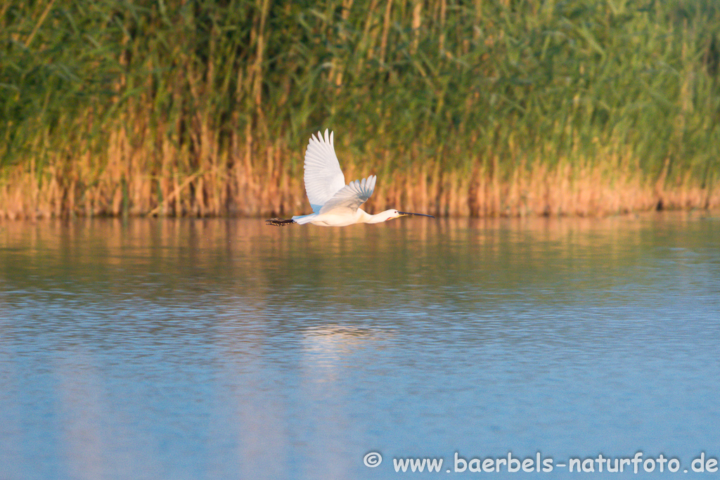 Löffler, Löffelreiher, Ibisvögel 