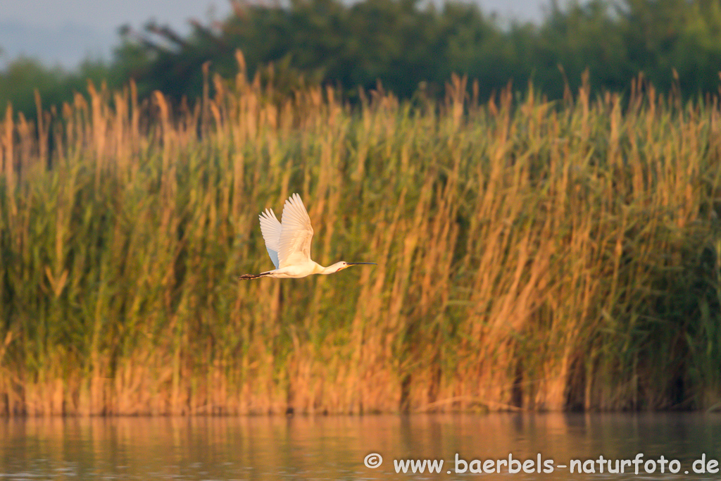 Löffler, Löffelreiher, Ibisvögel 