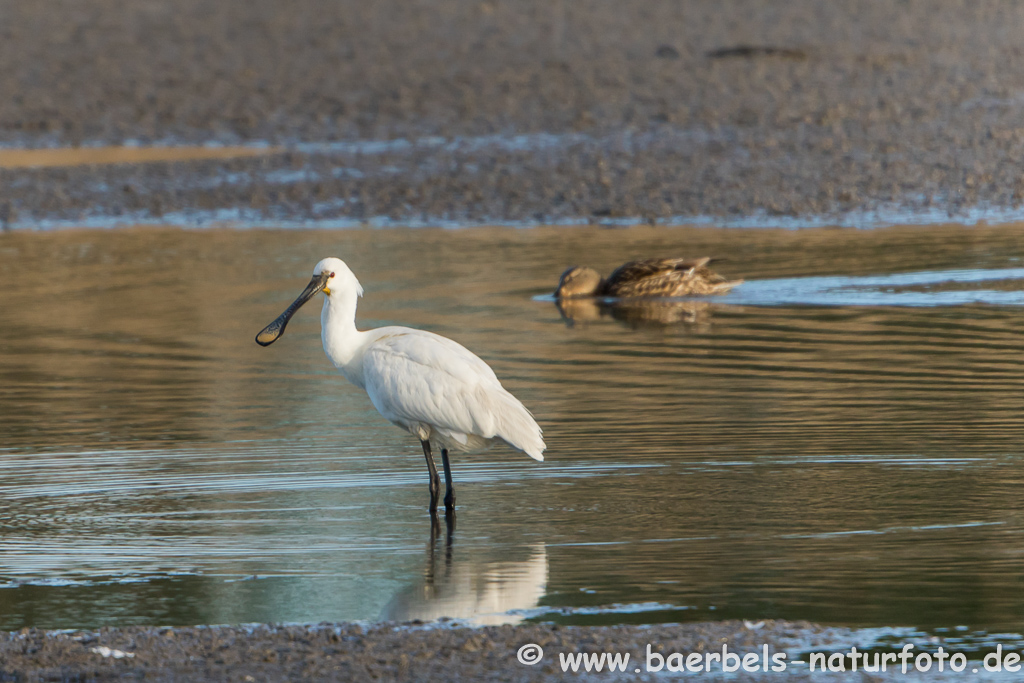 Löffler, Löffelreiher, Ibisvögel 