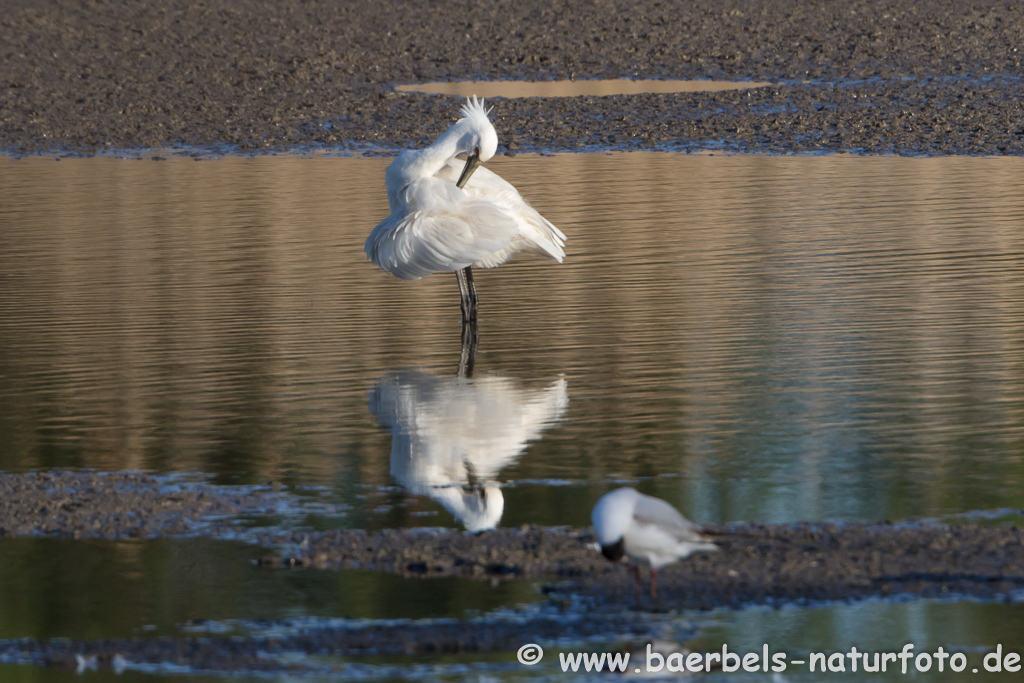 Löffler, Löffelreiher, Ibisvögel 