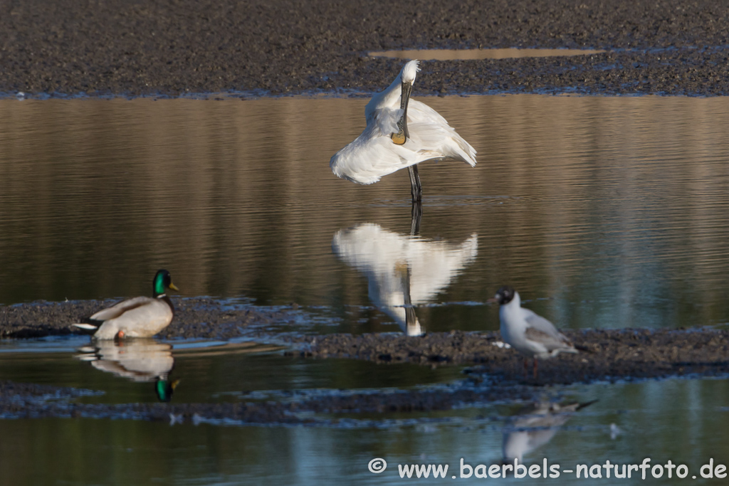 Löffler, Löffelreiher, Ibisvögel 