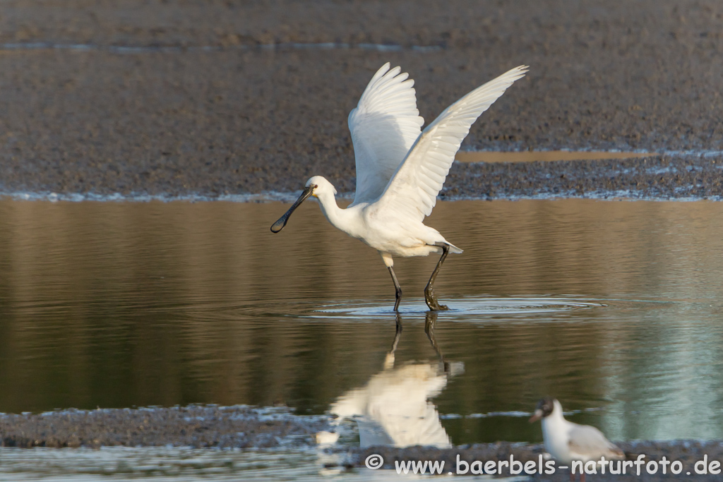 Löffler, Löffelreiher, Ibisvögel 