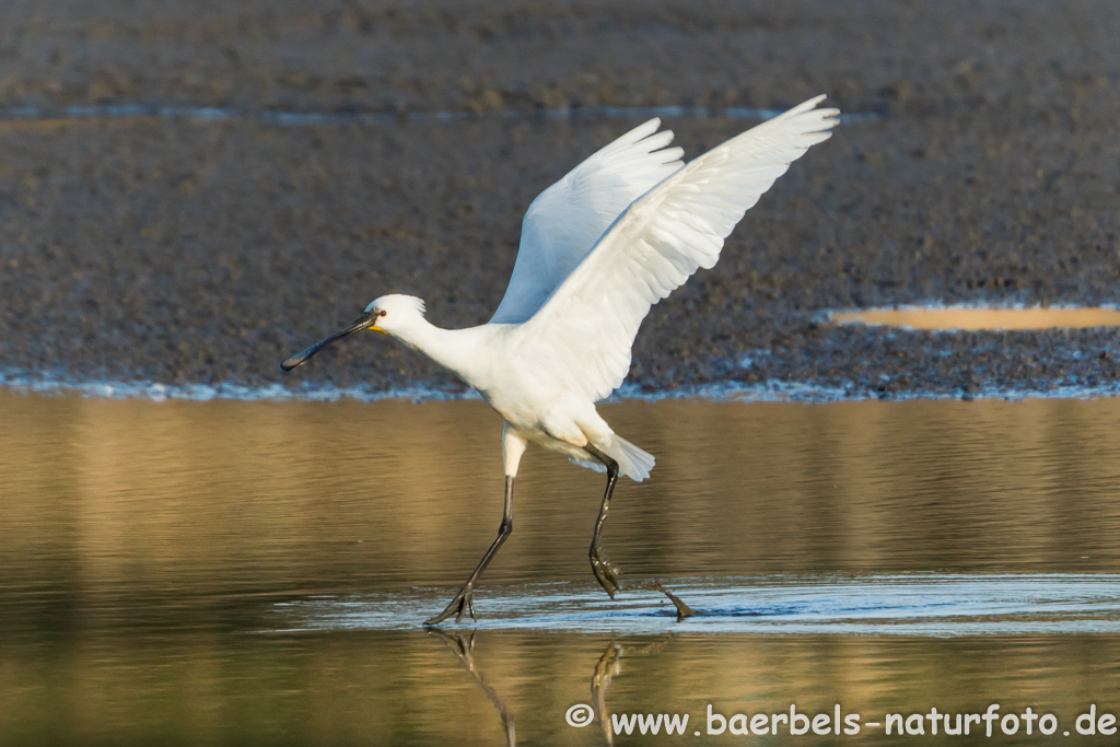 Löffler, Löffelreiher, Ibisvögel 