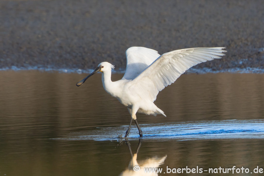 Löffler, Löffelreiher, Ibisvögel 