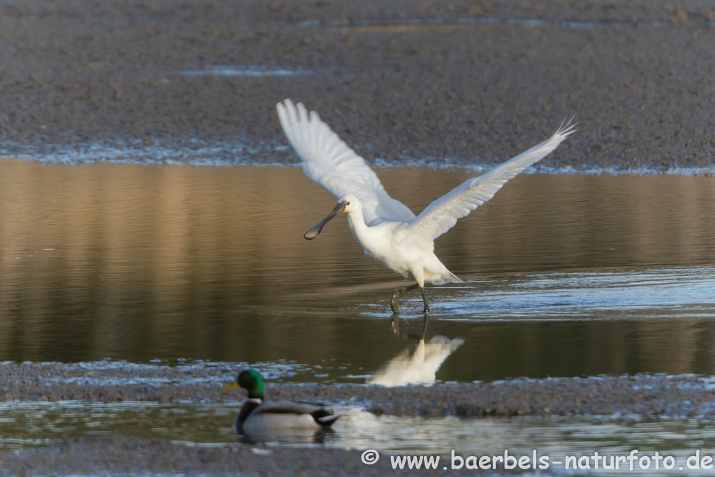 Löffler, Löffelreiher, Ibisvögel 