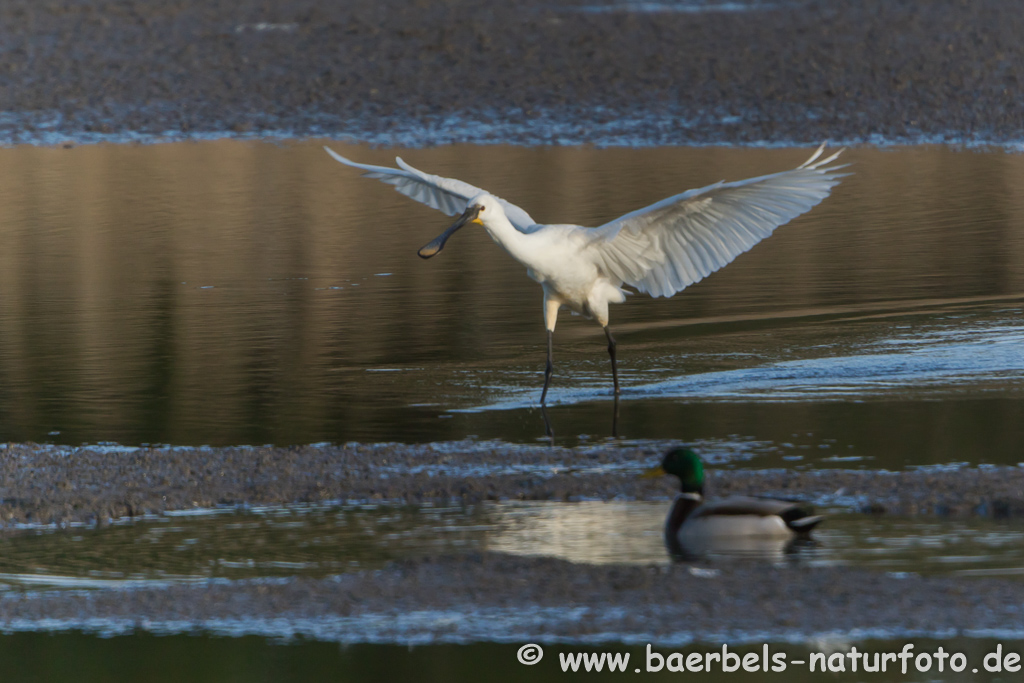 Löffler, Löffelreiher, Ibisvögel 