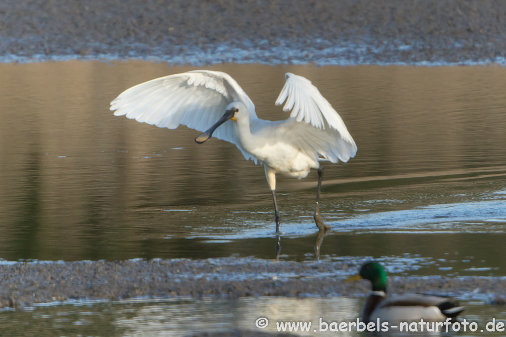 Löffler, Löffelreiher, Ibisvögel 