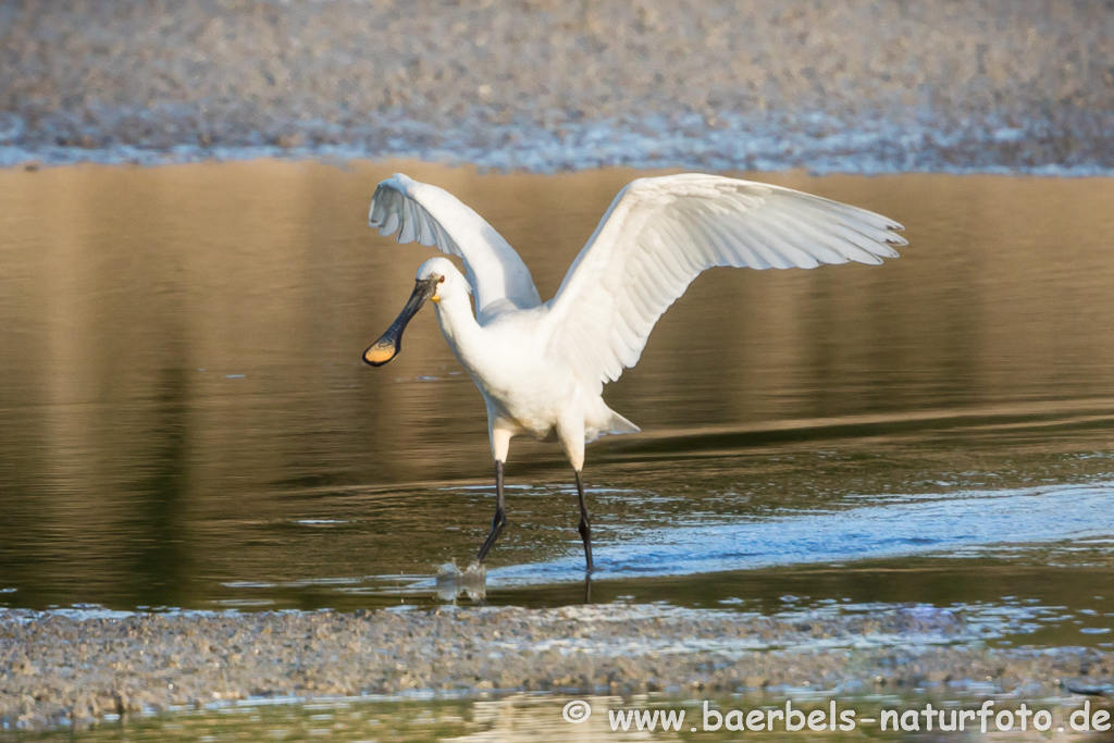 Löffler, Löffelreiher, Ibisvögel 