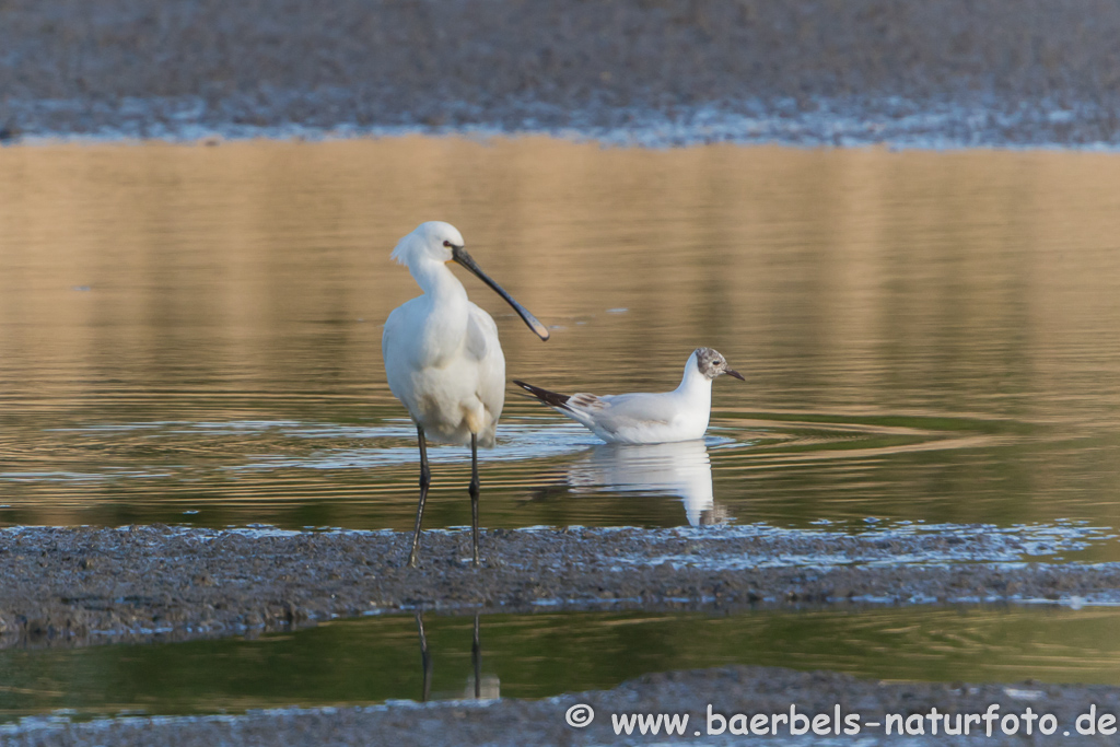 Löffler, Löffelreiher, Ibisvögel 