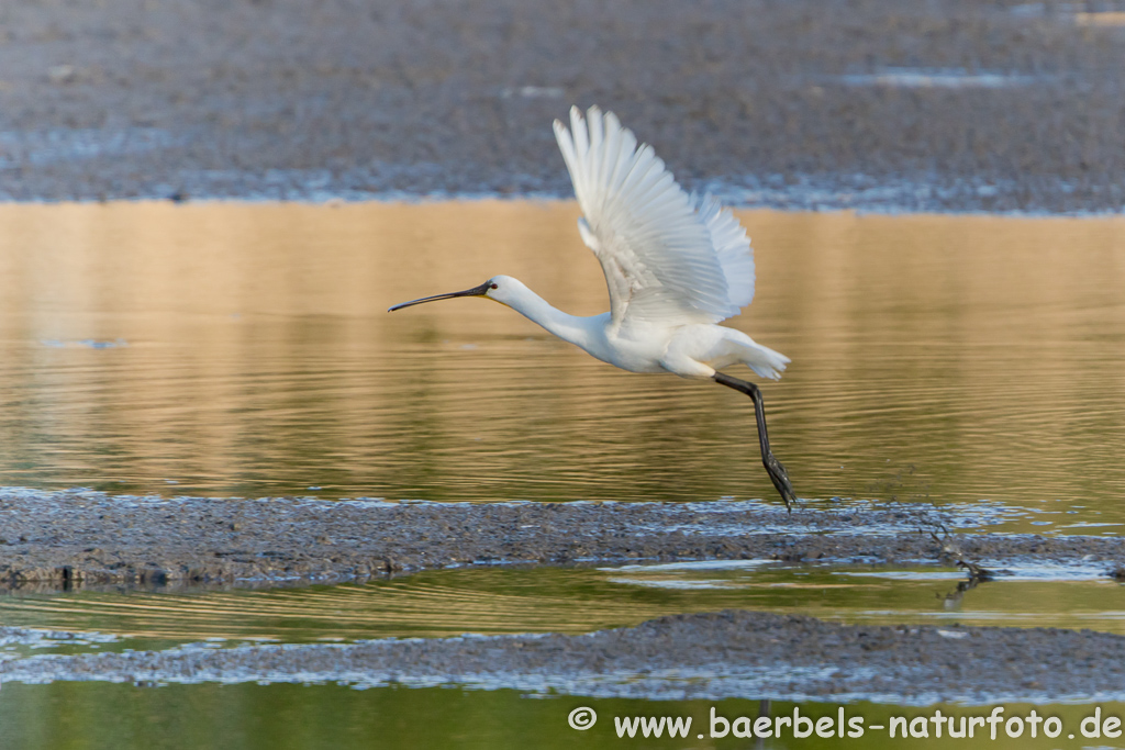 Löffler, Löffelreiher, Ibisvögel 