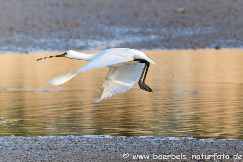 Löffler, Löffelreiher, Ibisvögel 