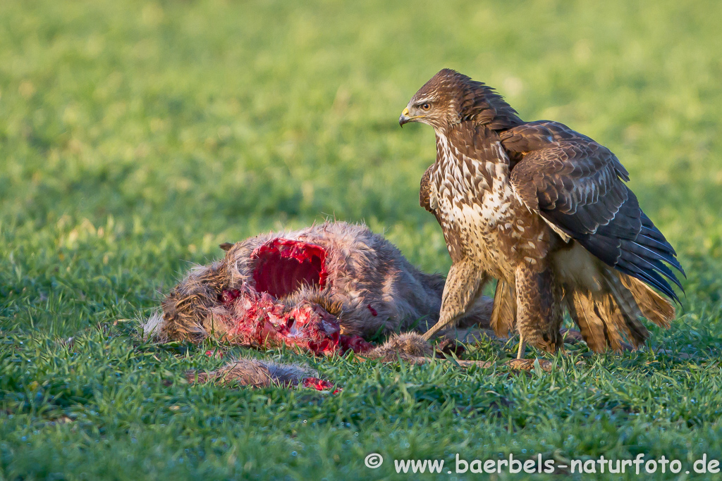 Mäusebussard