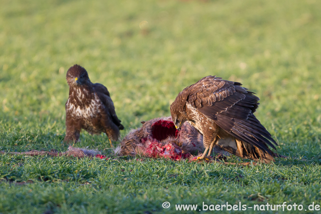 Mäusebussard