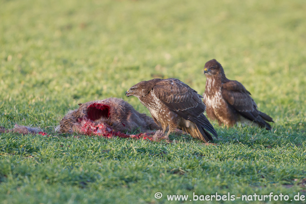 Mäusebussard