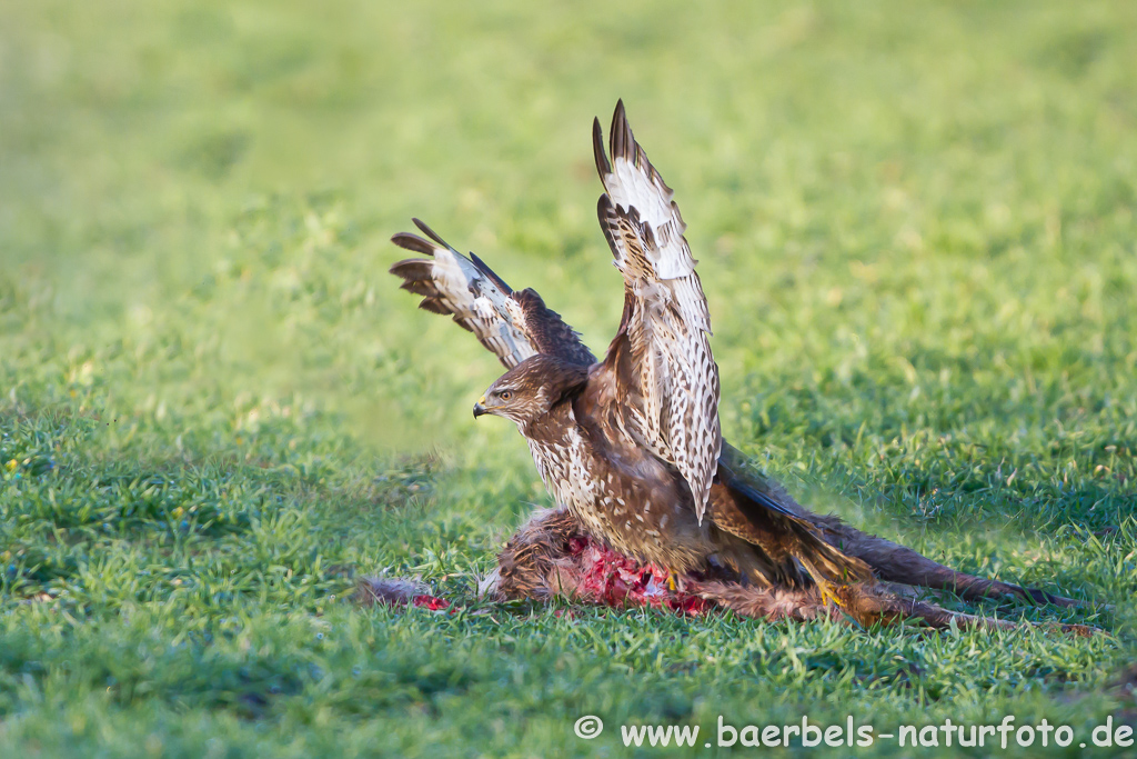 Mäusebussard