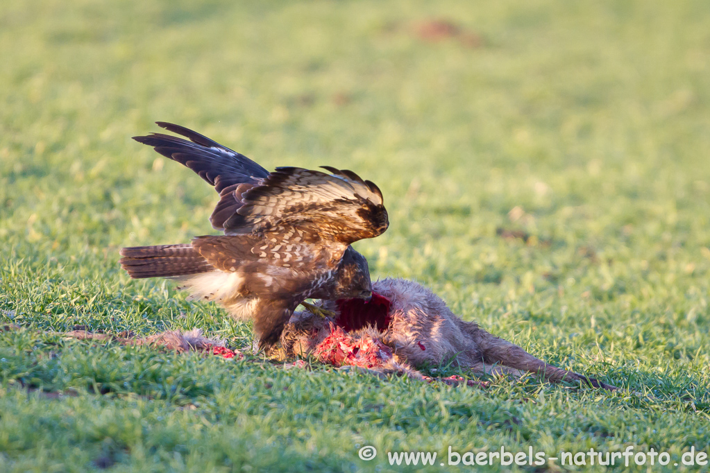 Mäusebussard