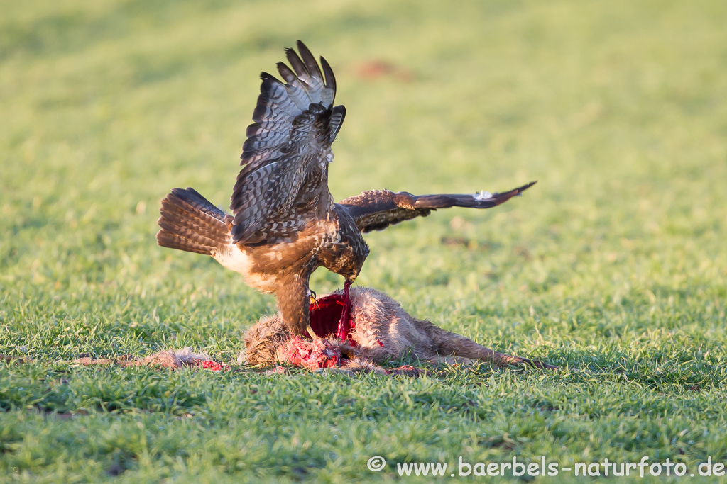 Mäusebussard