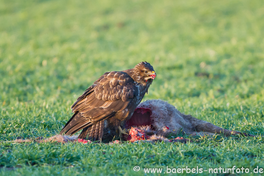 Mäusebussard