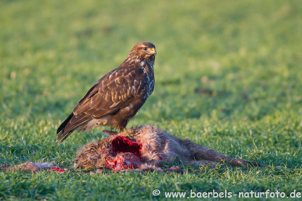 Mäusebussard