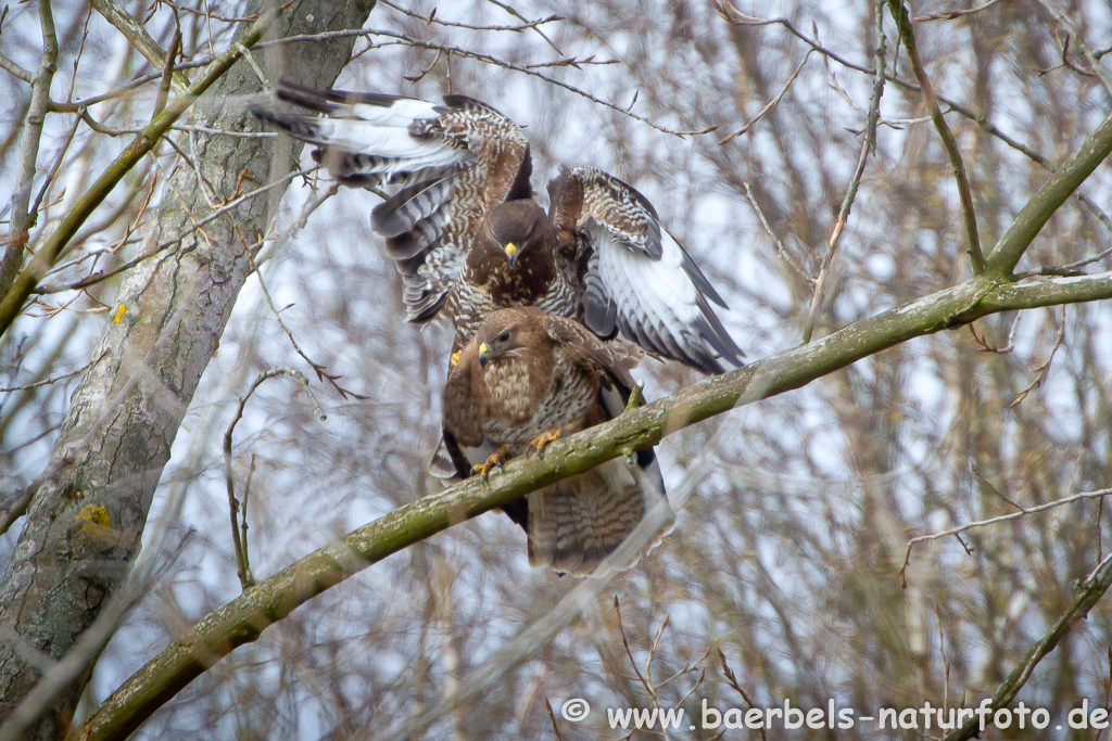 Mäusebussard