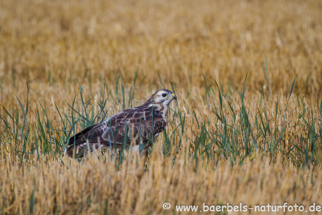 Mäusebussard