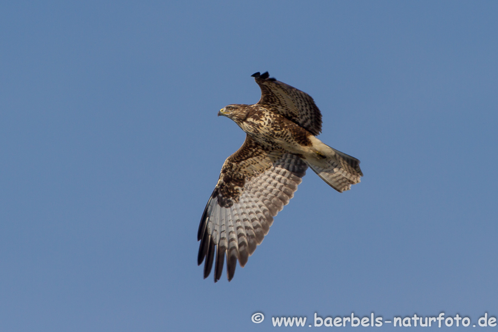 Mäusebussard