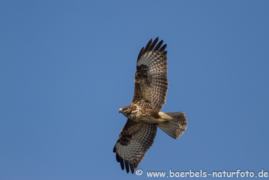 Mäusebussard