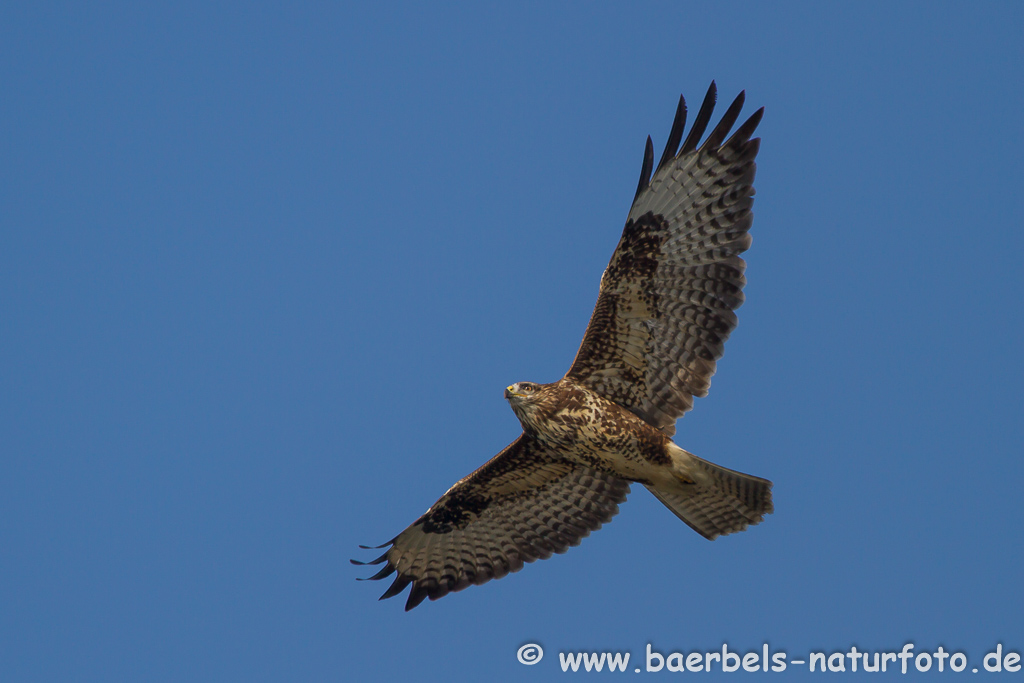 Mäusebussard