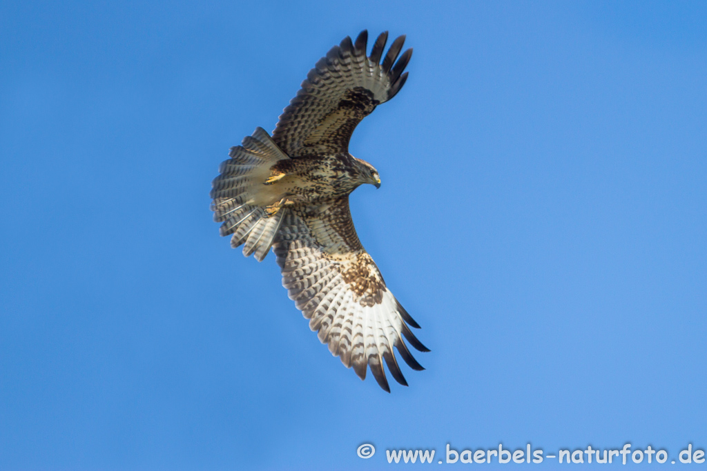 Mäusebussard