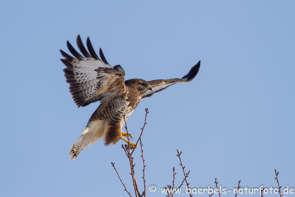 Mäusebussard