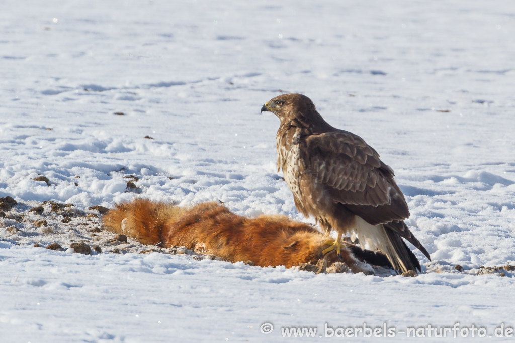 Mäusebussard