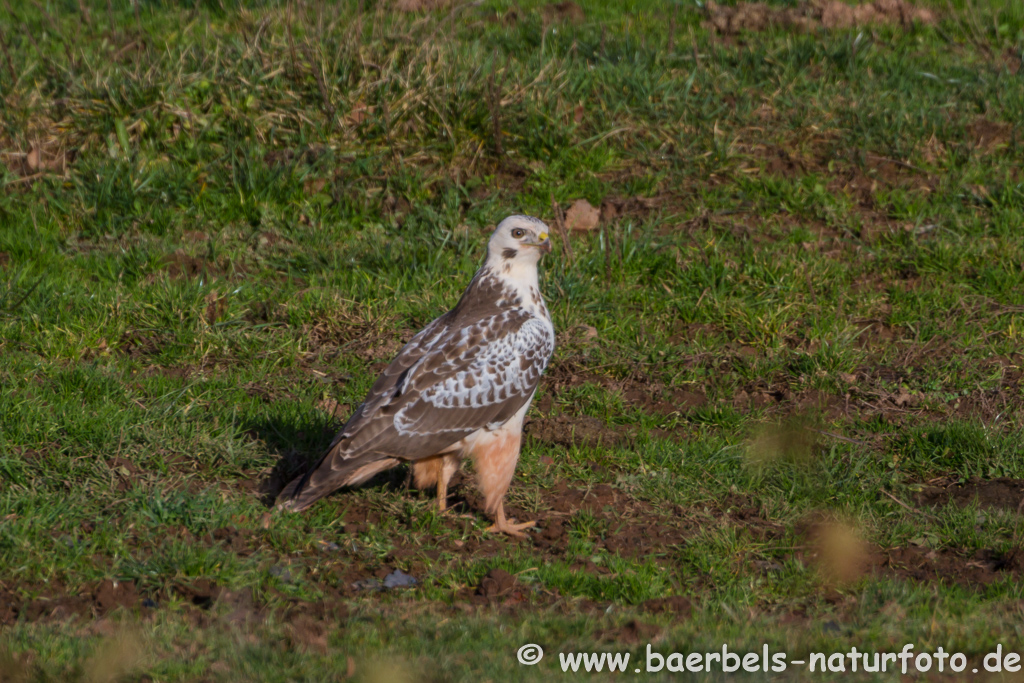 Mäusebussard