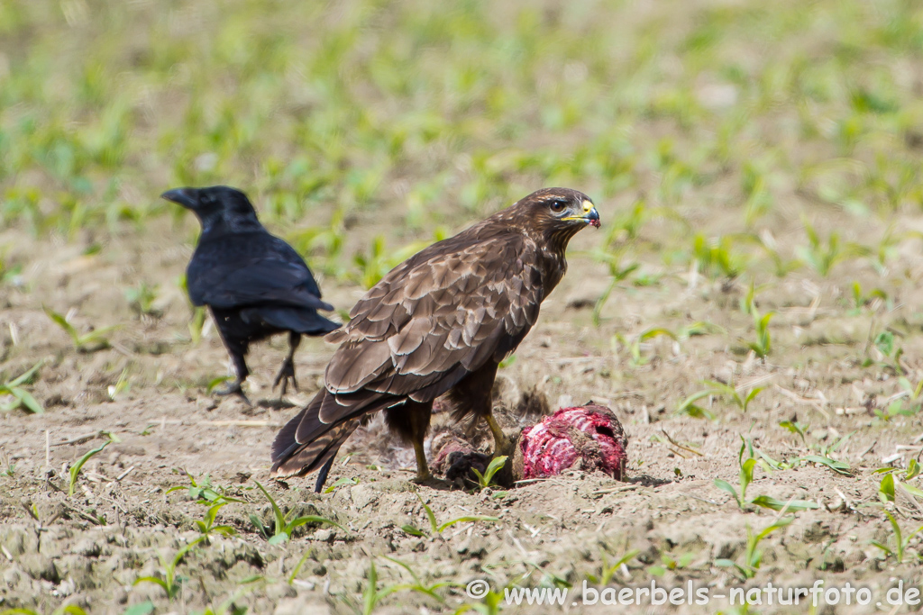 Mäusebussard