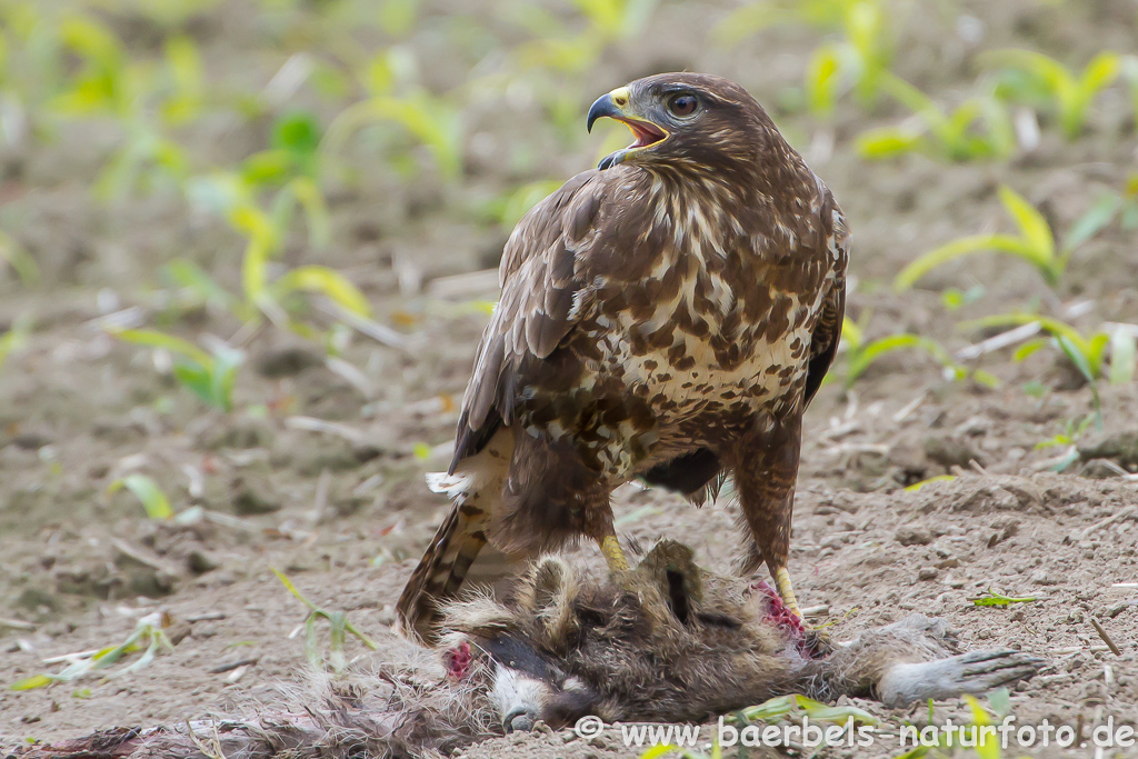 Mäusebussard