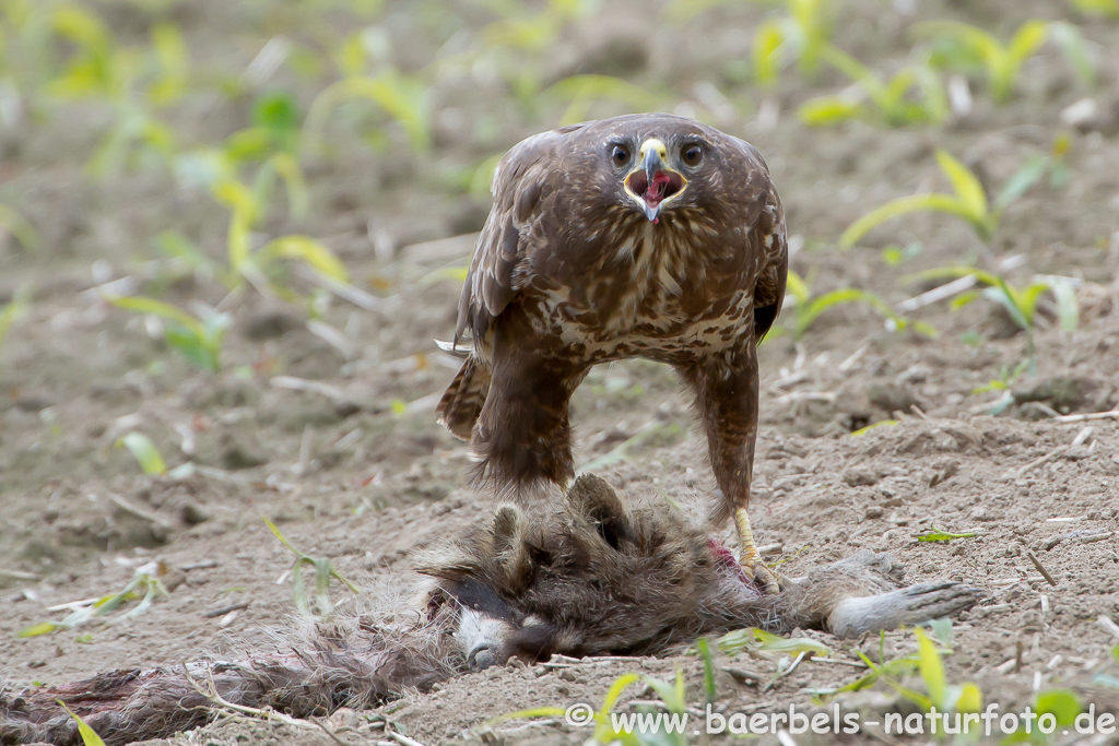 Mäusebussard