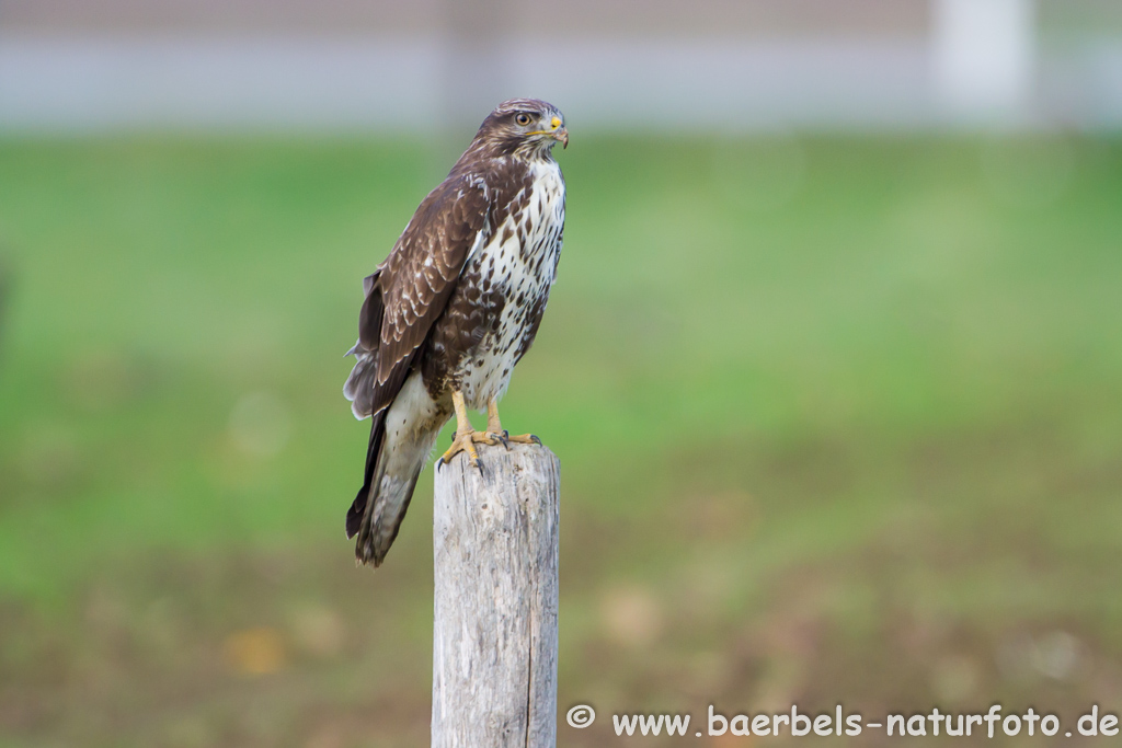 Mäusebussard