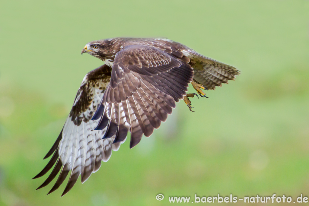 Mäusebussard