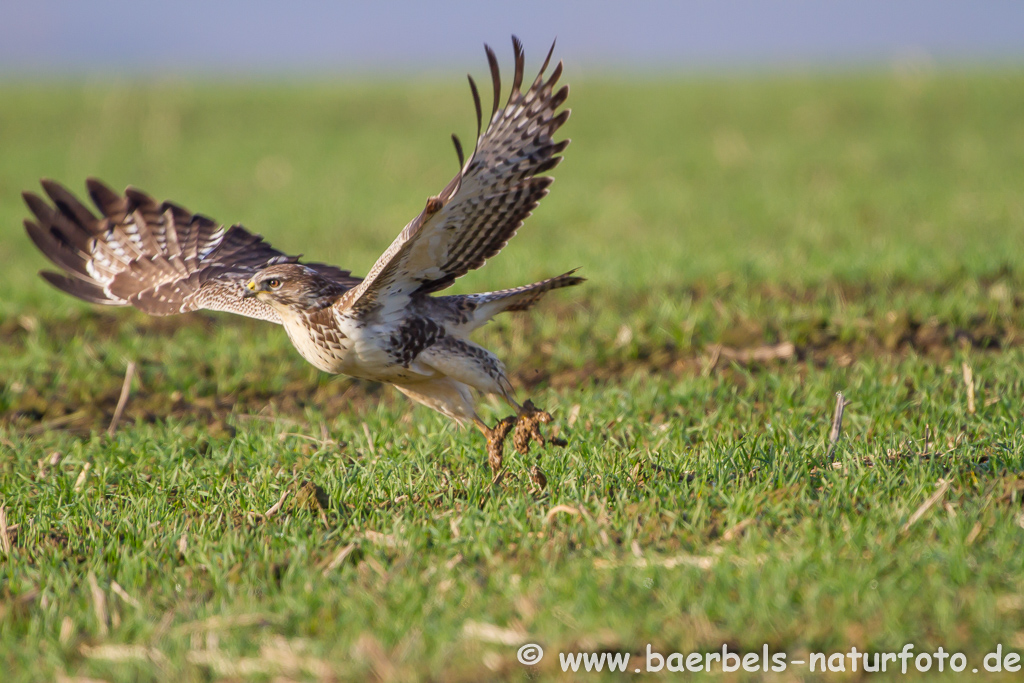 Mäusebussard