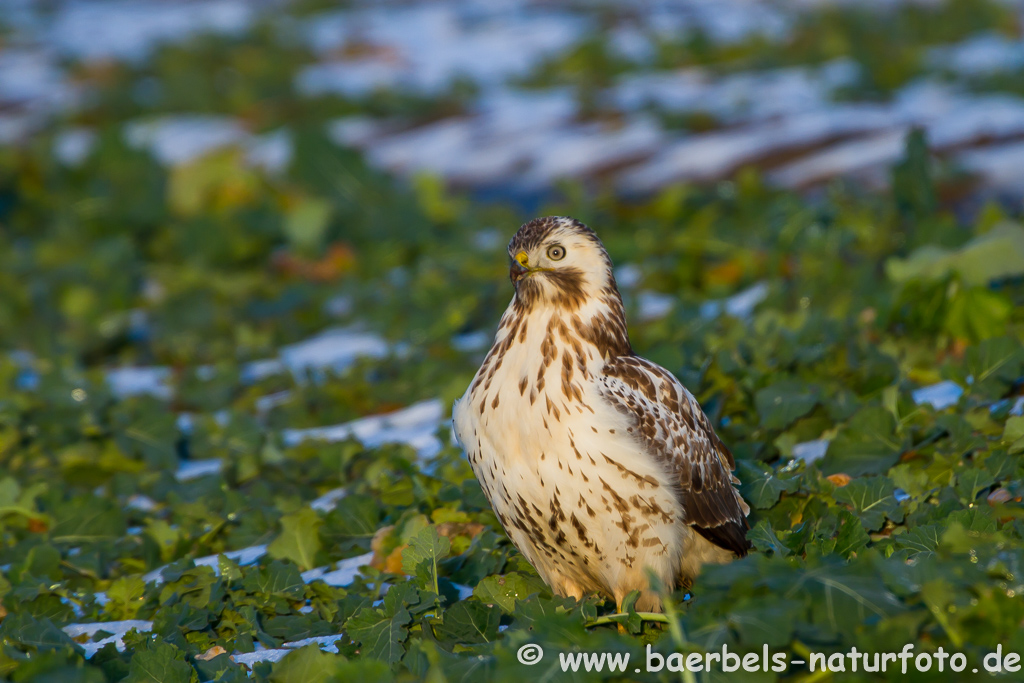 Mäusebussard