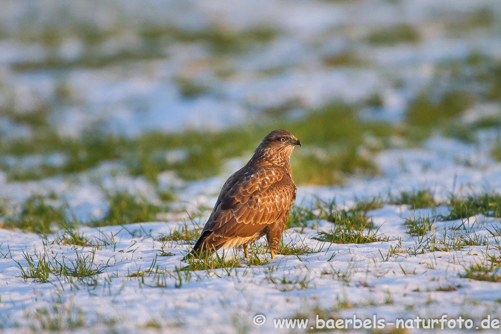 Mäusebussard