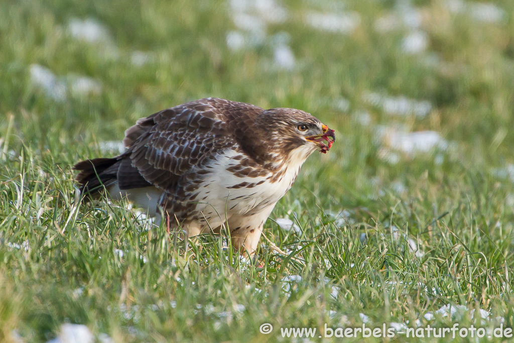 Mäusebussard