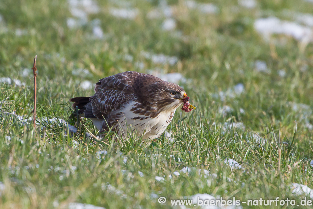 Mäusebussard