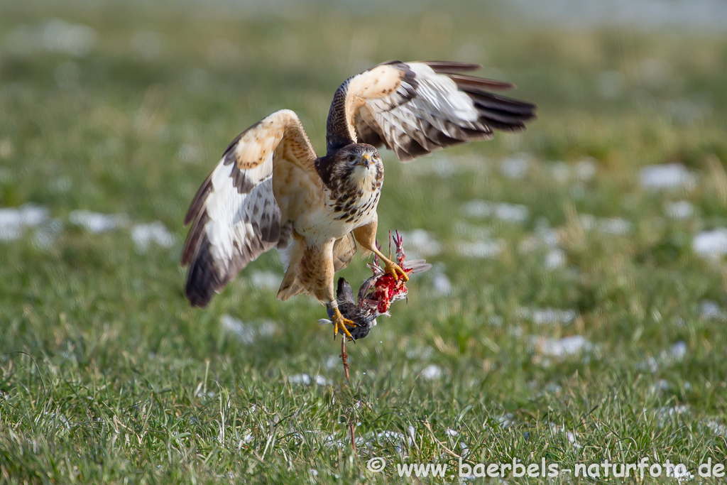 Mäusebussard