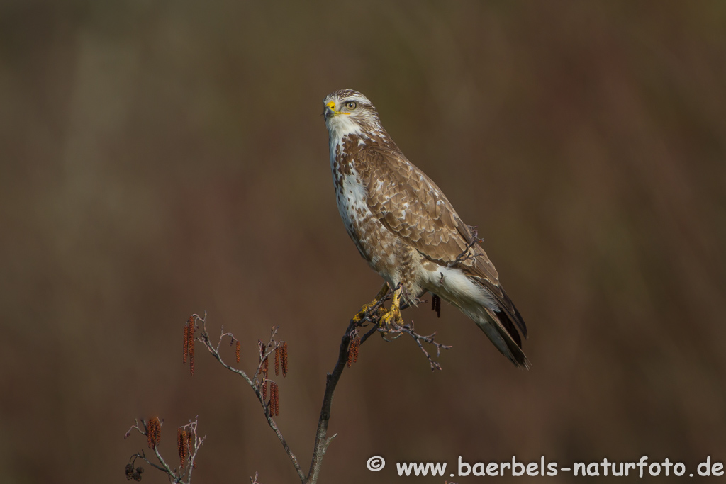 Mäusebussard