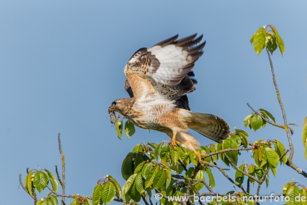 Mäusebussard