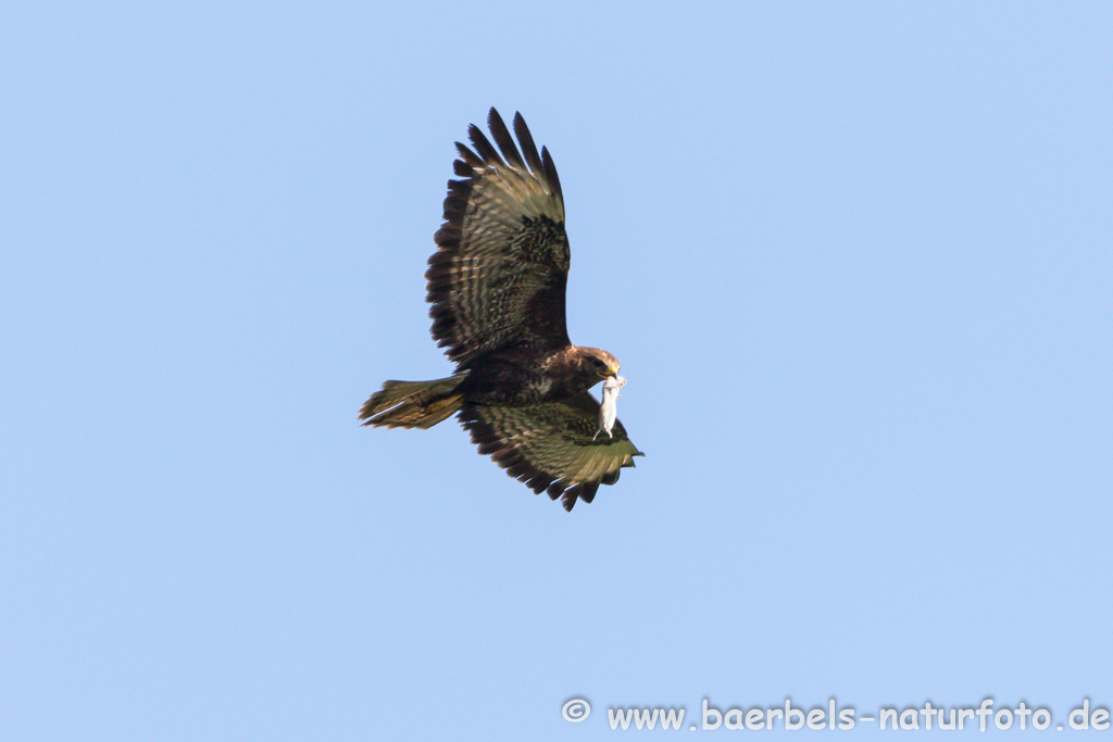 Mäusebussard