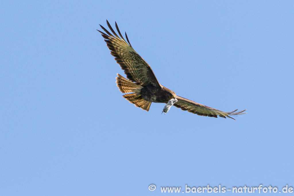 Mäusebussard