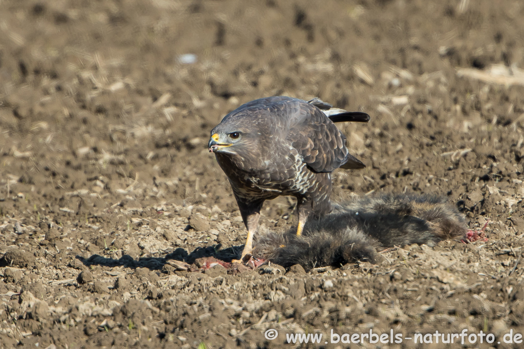 Mäusebussard