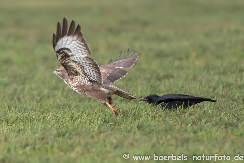 Mäusebussard