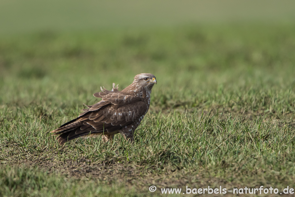 Mäusebussard